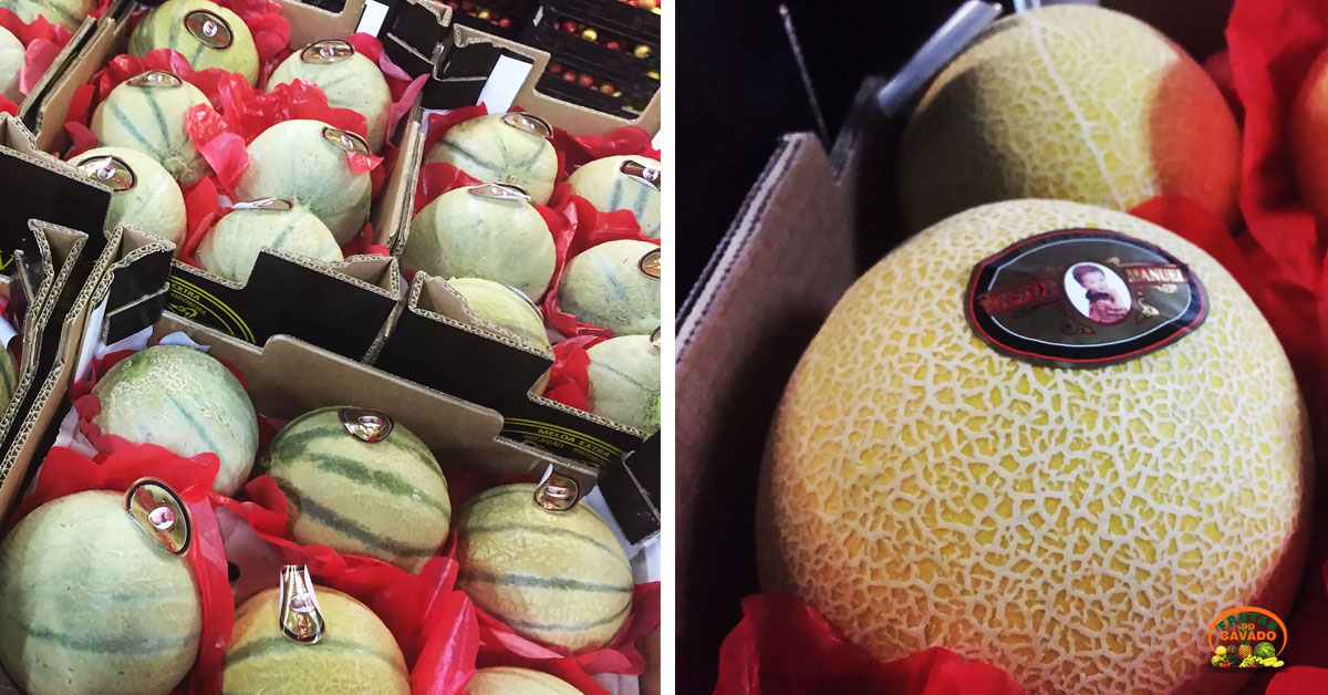 agosto-com-chave-d-ouro-meloa-galia-e-meloa-cantaloupe.png