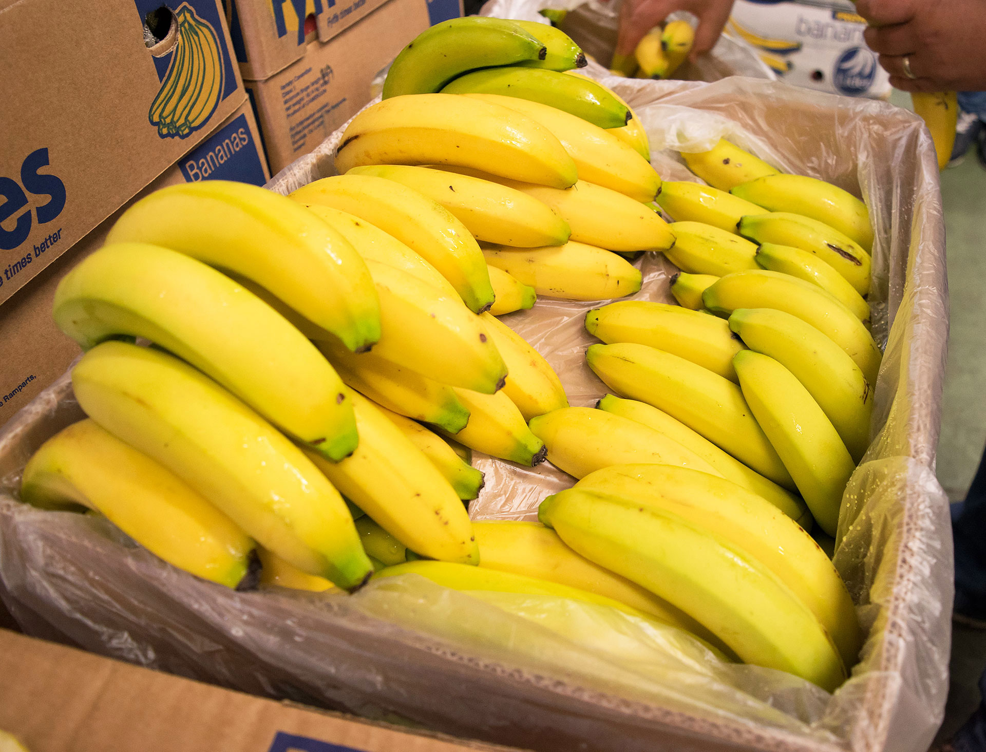 Bananas002.jpg